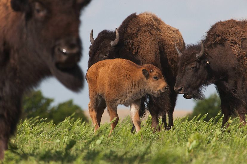 Young bison calf surrounded by three adult bison.