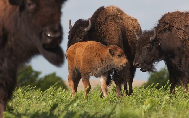A baby bison stands near the herd on green grass