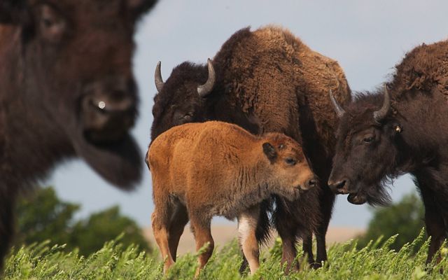 Young bison calf surrounded by herd.