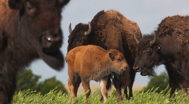 A young bison stands in between several adults for protection.