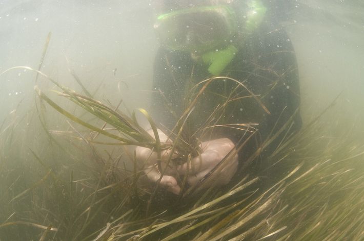 Eelgrass