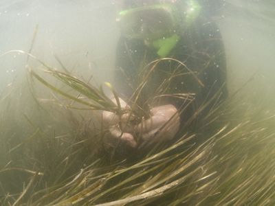 A Conservancy volunteer collects seagrass in the shallow coastal waters of Virginia's Delmarva Peninsula. In a massive effort to restore eelgrass beds in the coastal bays of The Nature Conservancy?s Virginia Coast Reserve, volunteers gather reproductive shoots containing ripe seeds from the underwater plants. The shoots are measured into water tanks, and the seeds are cured, separated, and prepared for planting in the fall. The Conservancy?s Virginia Coast Reserve (VCR) is comprised of 14 undeveloped barrier islands, thousands of acres of pristine salt marshes, vast tidal mudflats, shallow bays, and productive forested uplands. Situated at the lower end of the Delmarva Peninsula, VCR is one of the most important migratory bird stopover sites on Earth.