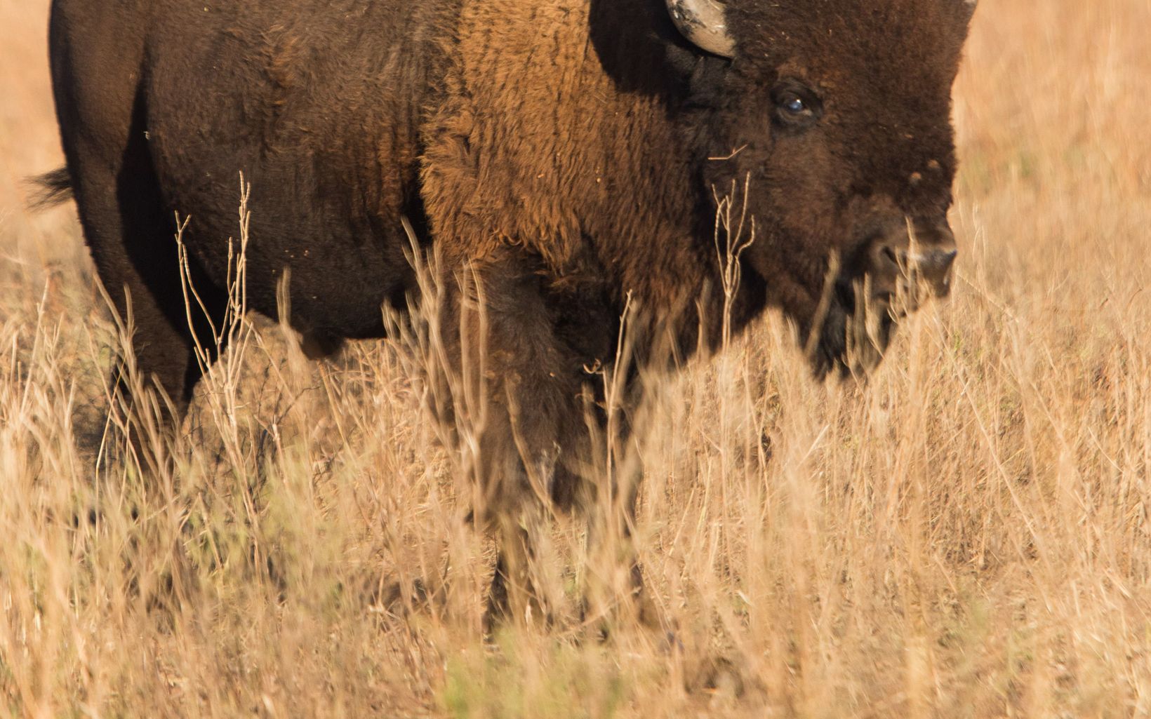 Bison Their grazing patterns play a key role in growing plant diversity, spreading seeds and maintaining healthy grass height, all of which have cascading effects that support other wildlife. © Morgan Heim