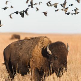 Bison in pasture with birds flying overhead.