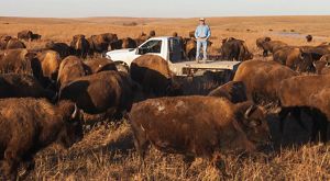 Man standing on a flatbed truck in a herd of bison.