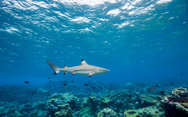 A blacktip shark swims above a reef