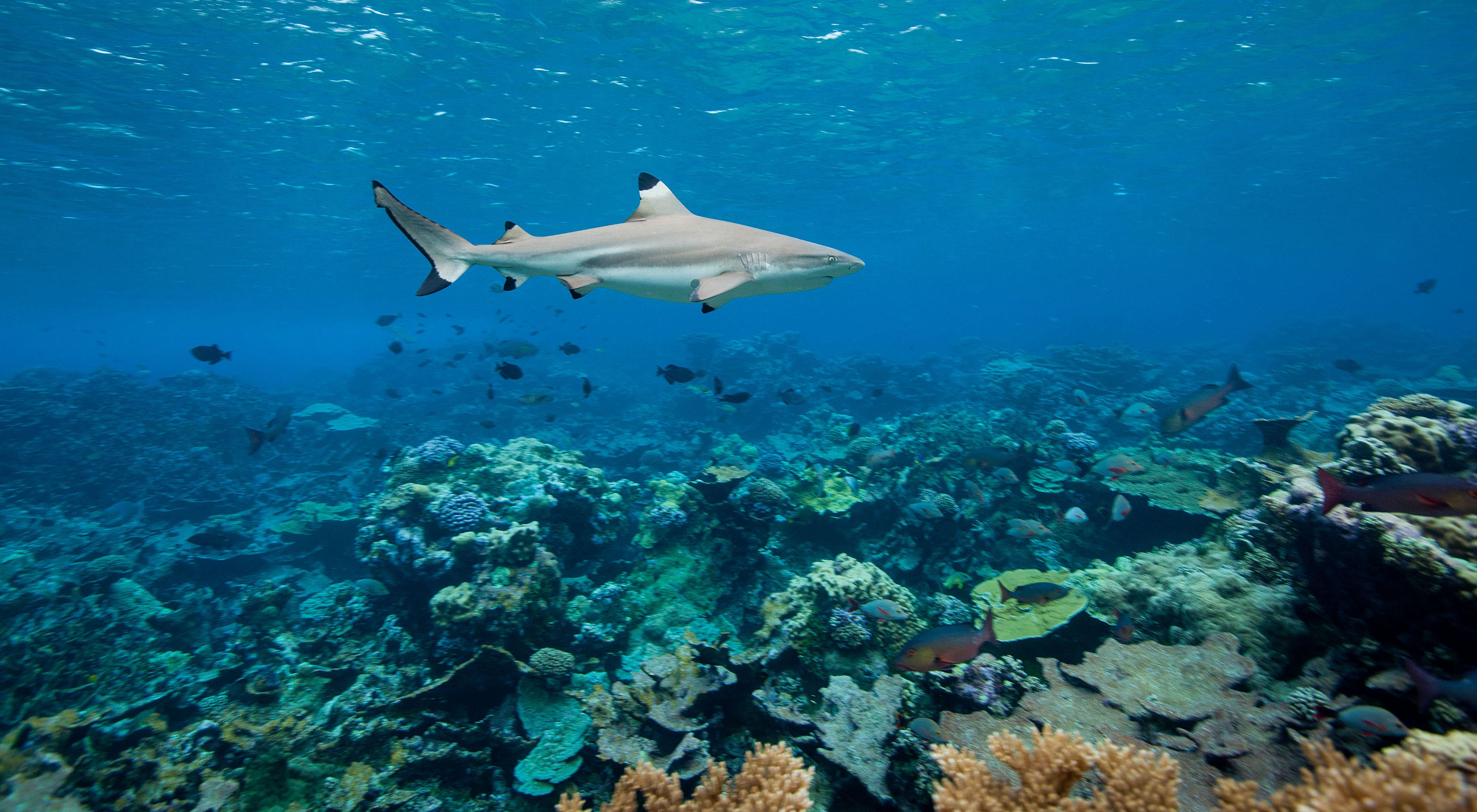 An adult blacktip shark cruises over Penguin Spit Reef, located near the atoll’s western channel. Blacktips typically grow up to 5 feet long.