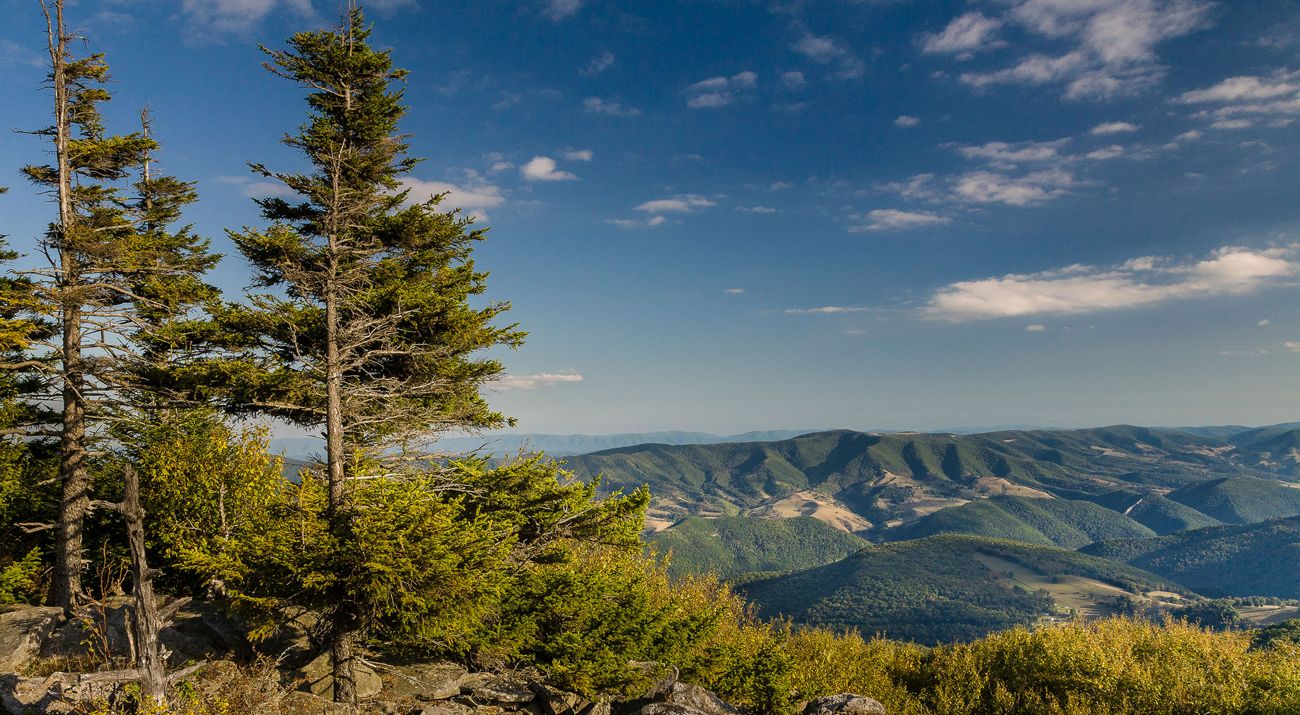 A green mountain range with evergreen trees in the left foreground.