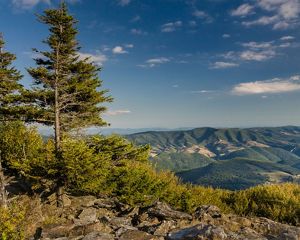 A view of Spruce Knob, green mountain range and evergreen trees in the foreground.