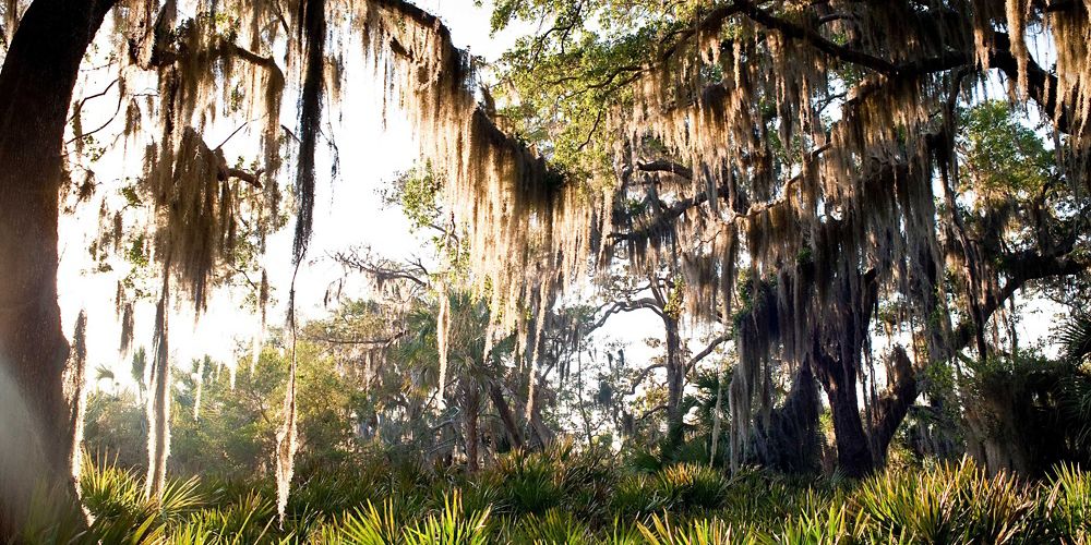 View of trees in Little St. Simon's Island.