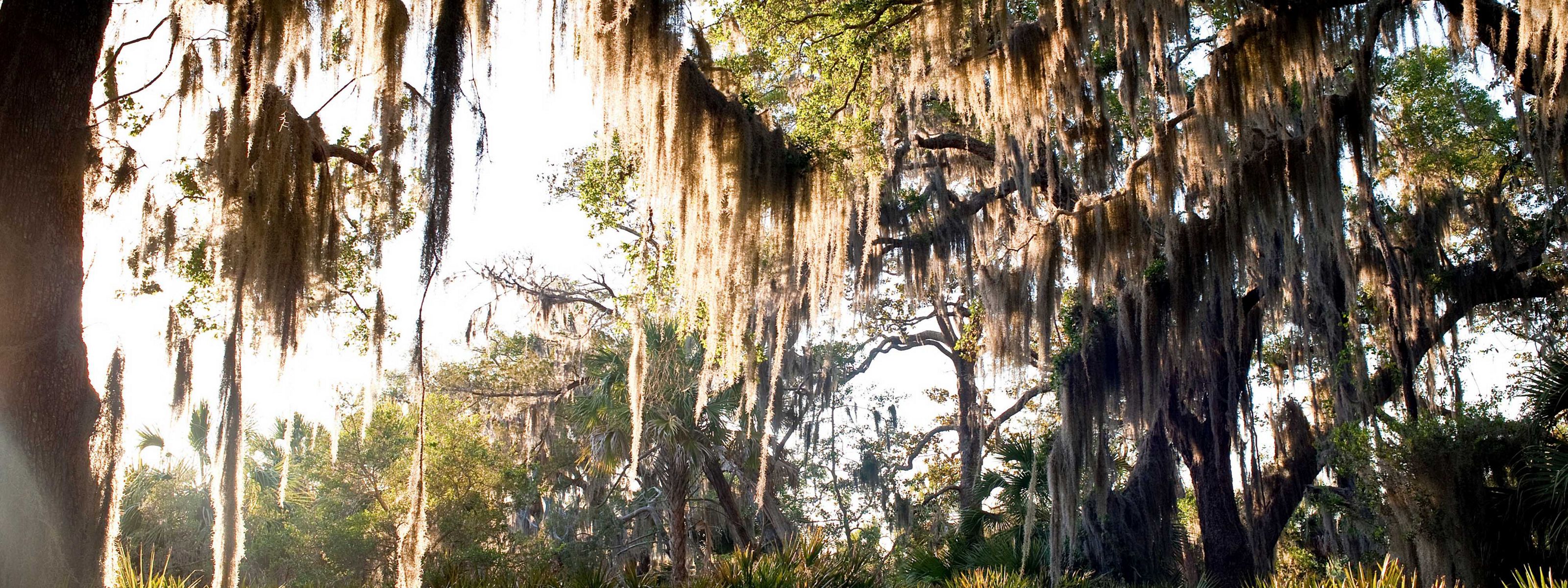 Spanish moss draped over tree branches in coastal maritime forest.
