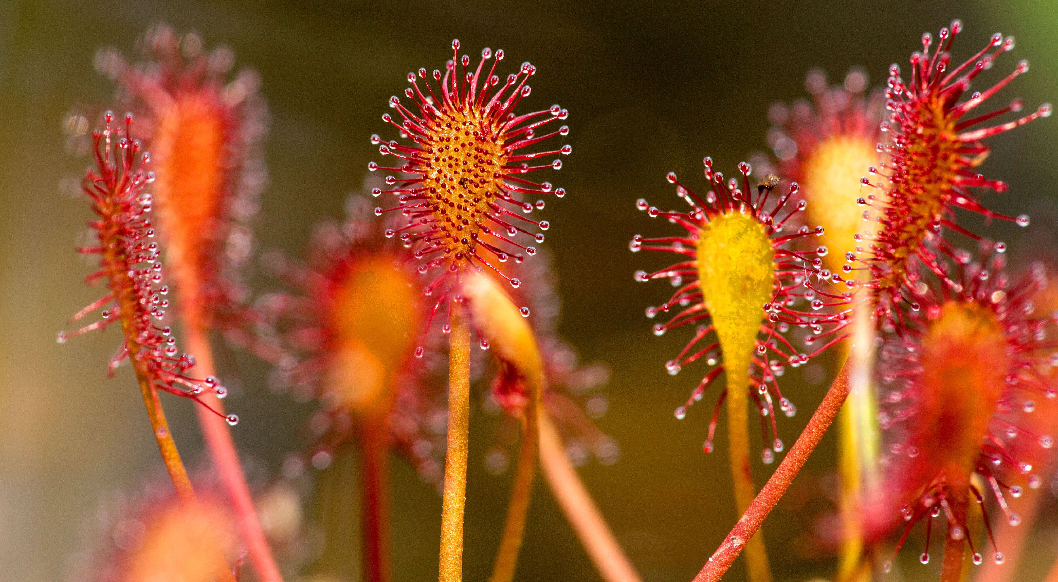 Close up of a yellow and red bog plant that has collected dew.