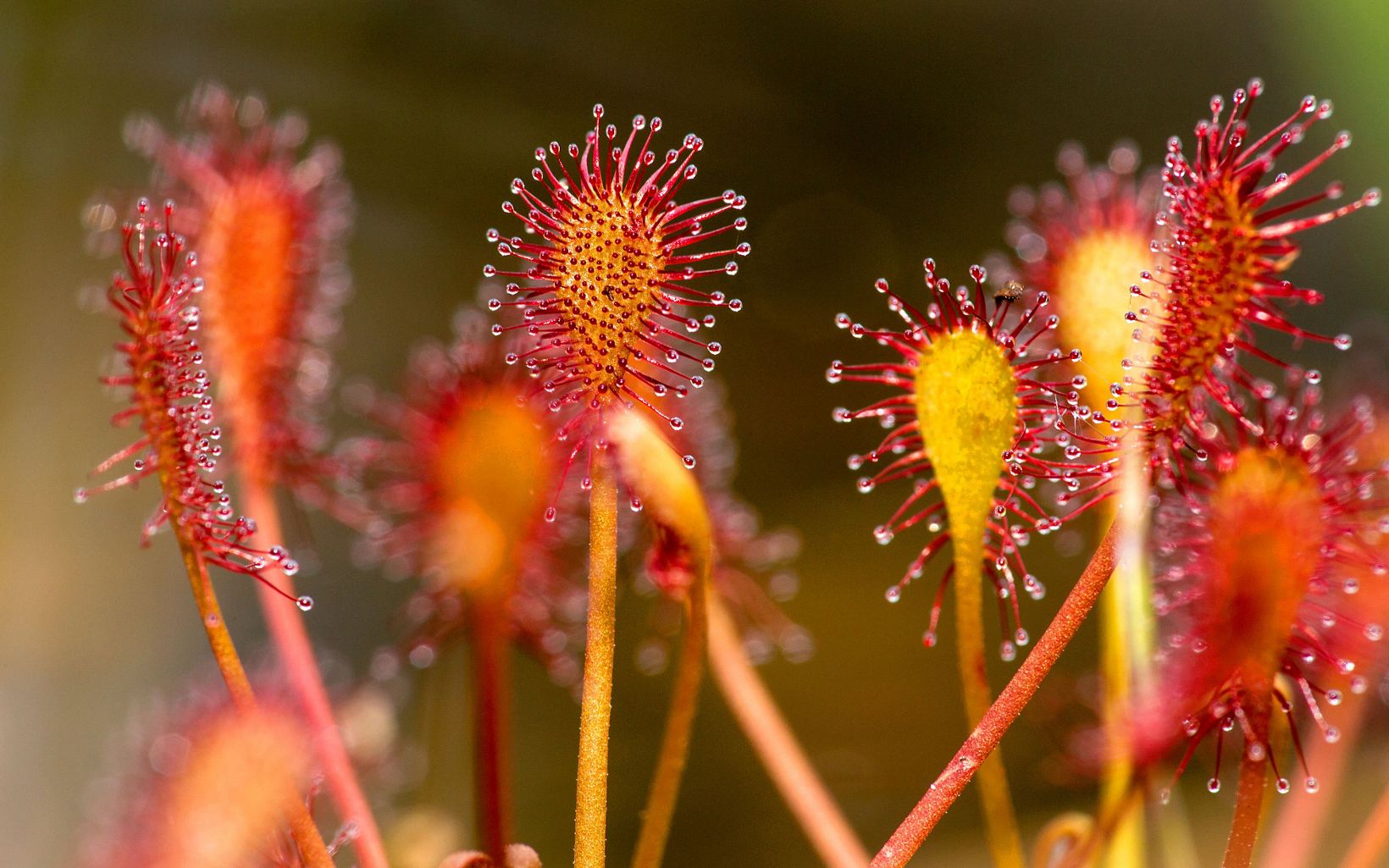 Closeup of sundews. Greenish-yellow stems with a club-shaped structure on the end covered in red spikes, each with a drop of sticky liquid at the end.