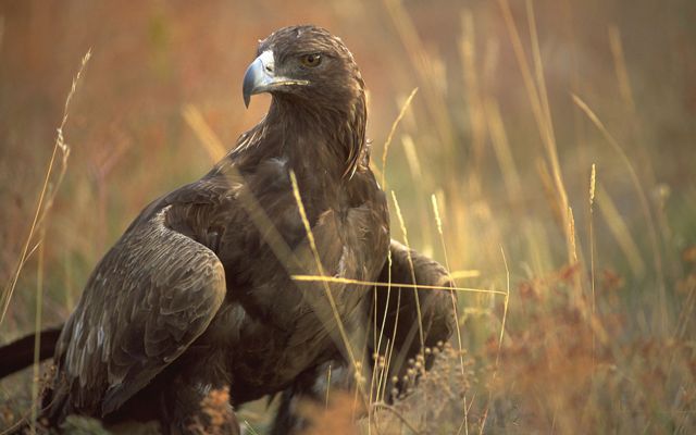 A large, dark brown eagle standing in dried grass.