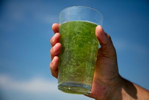 Glass of water filled with green algae.