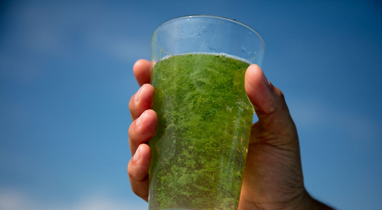 A glass of water with grass inside