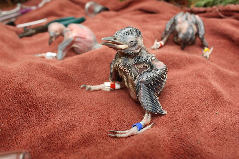 Three small featherless chicks sit on a rust colored blanket. Each chick has a small colored identification band around each leg.