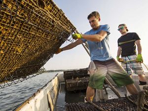 Workers on an oyster farm lift a shellfish cage.