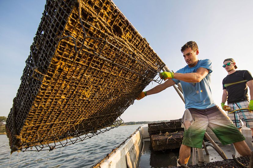 Two men standing in a small boat hoist out of the water a large metal aquaculture cage containing mature oysters.