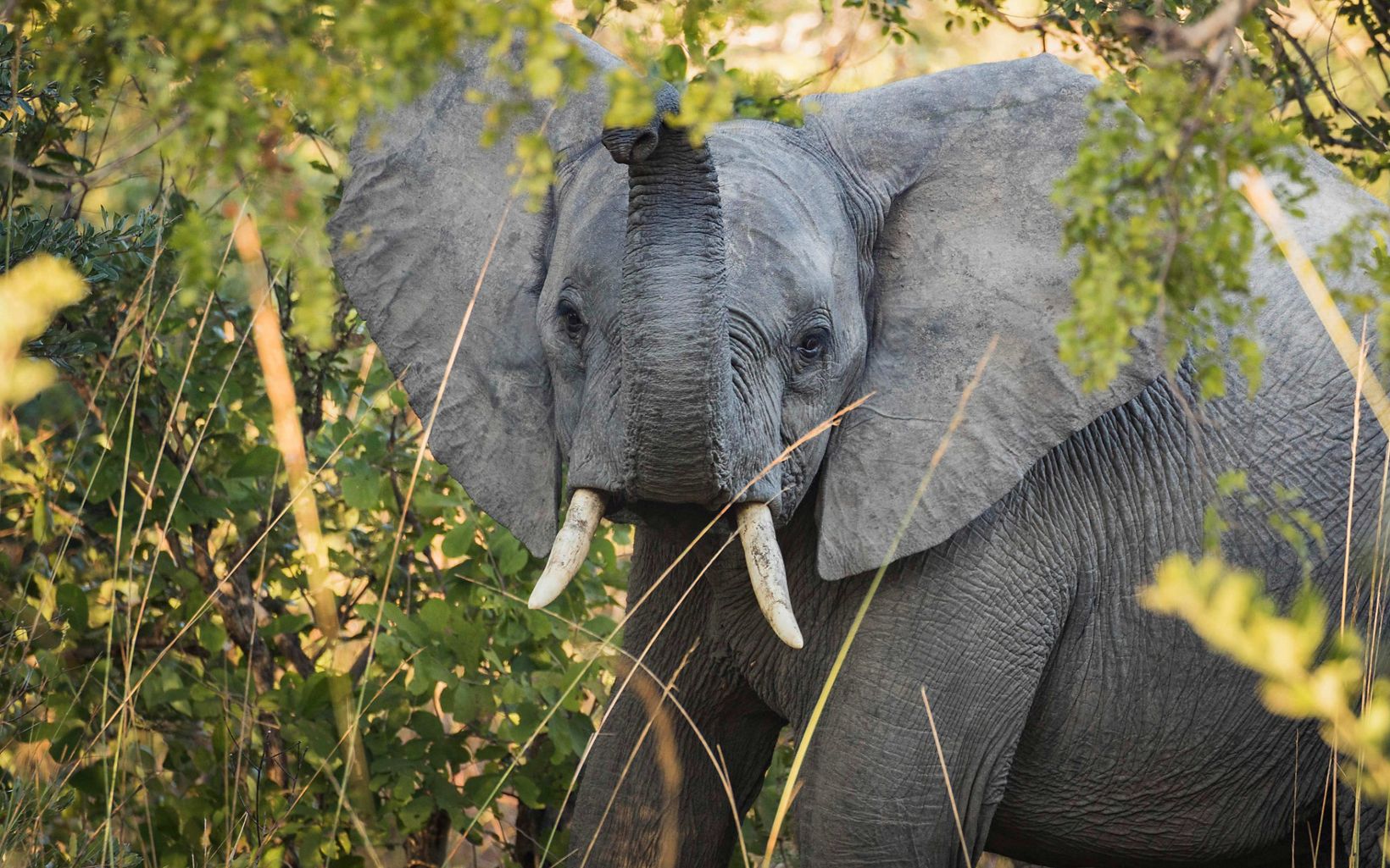 An elephant raises its trunk in Ngoma Forest at Kafue National Park in Zambia.