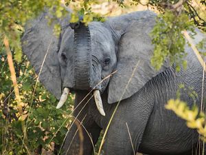 An elephant raises its trunk.