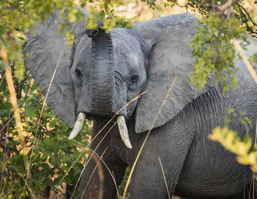 An elephant raises its trunk.