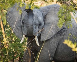 An elephant raises its trunk.