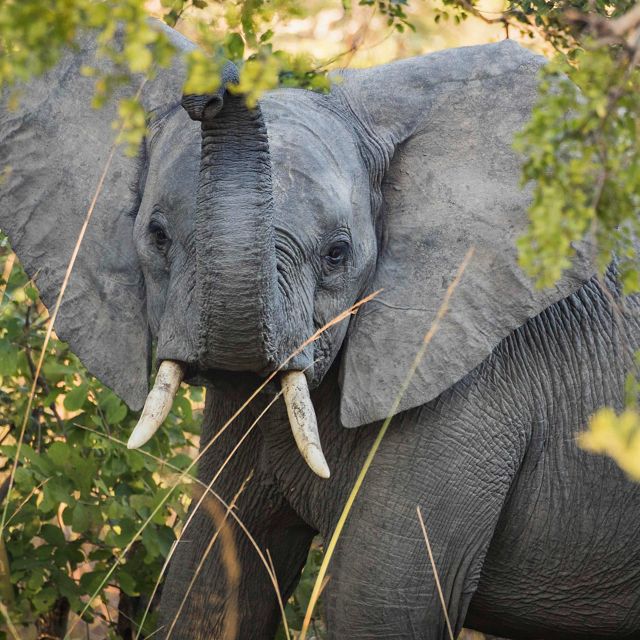 An elephant raises its trunk in Ngoma Forest at Kafue National Park in Zambia.