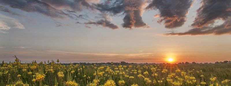 Close view of vegetation on prairie land in Nebraska.