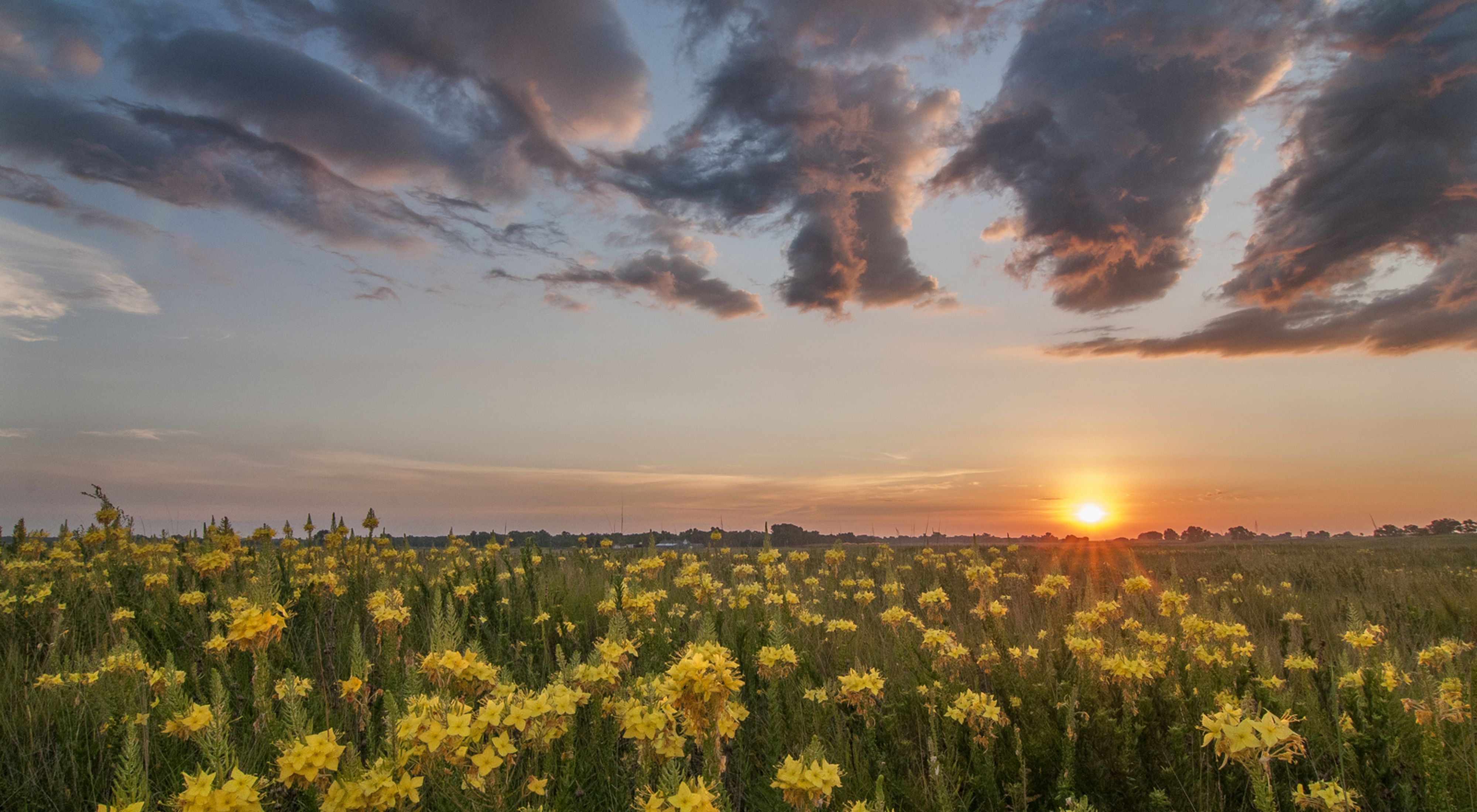 Wildflowers decorate a prairie landscape at sunrise.