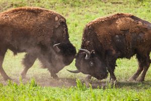 Two male bison ramming their heads together, fighting for a female.