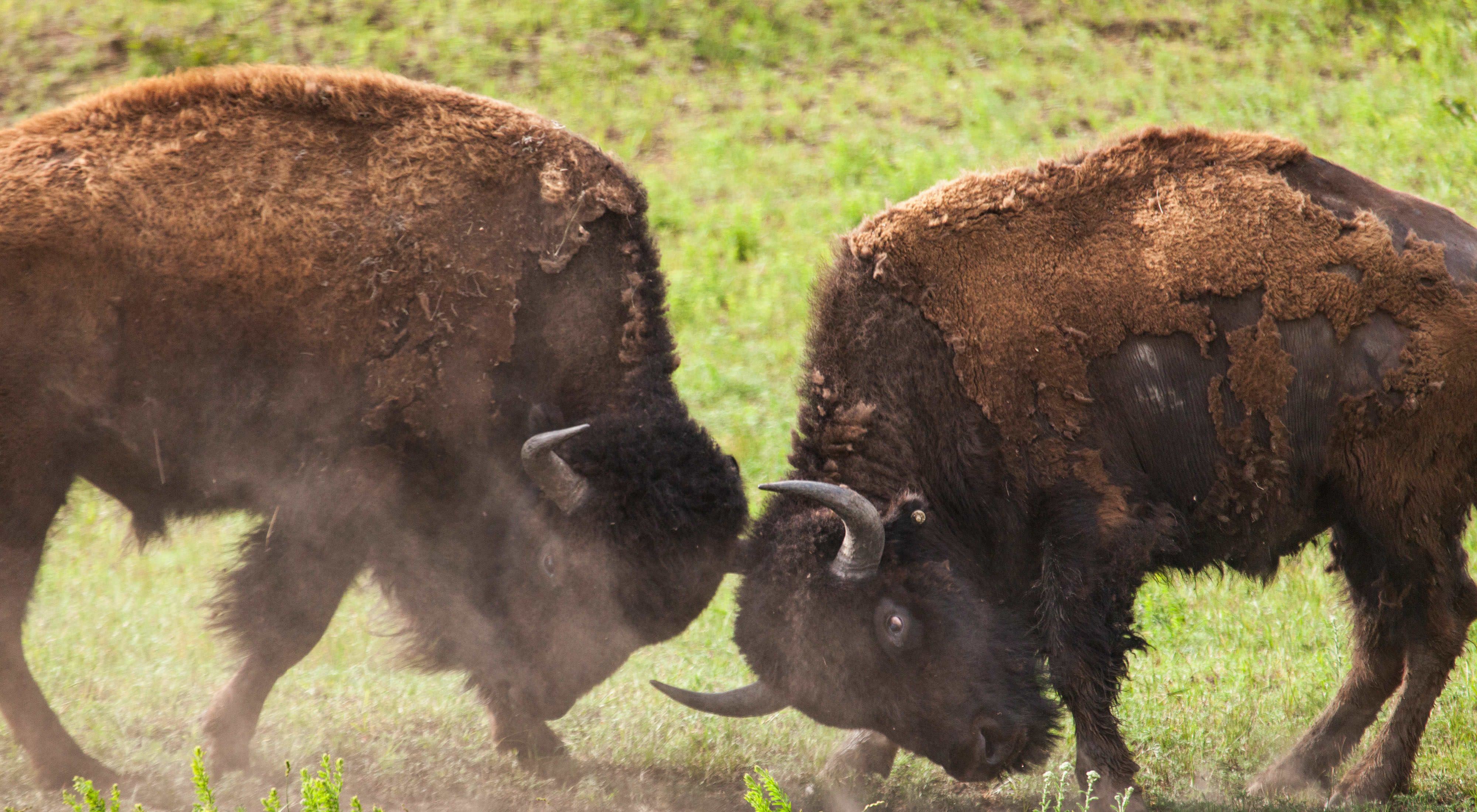 Two American bison lock horns at Oklahoma's Tallgrass Prairie Preserve