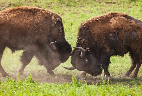 Two male bison lock horns in a display of dominance.