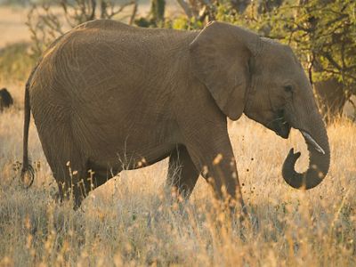 at the Lewa Wildlife Conservancy in Northern Kenya.