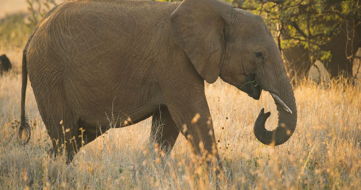 Big Grey Elephant, There were so many elephant photos, didn…
