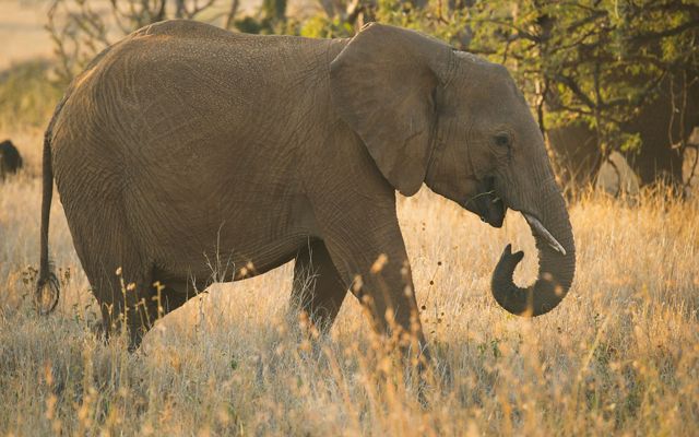Meet the African savannah elephant (African bush elephant)