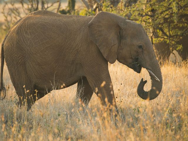 African bush elephant