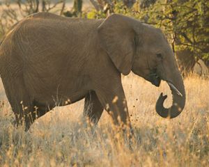 Photo of an elephant.