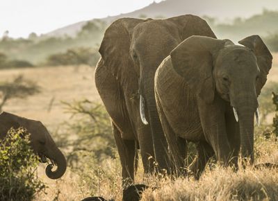 African elephants walk through golden grasses at Lewa Wildlife Conservancy in northern Kenya.