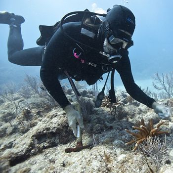 Diver looking at staghorn coral