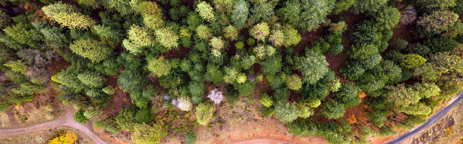 Aerial view of trees in a forest, a dirt road, and the water's edge.