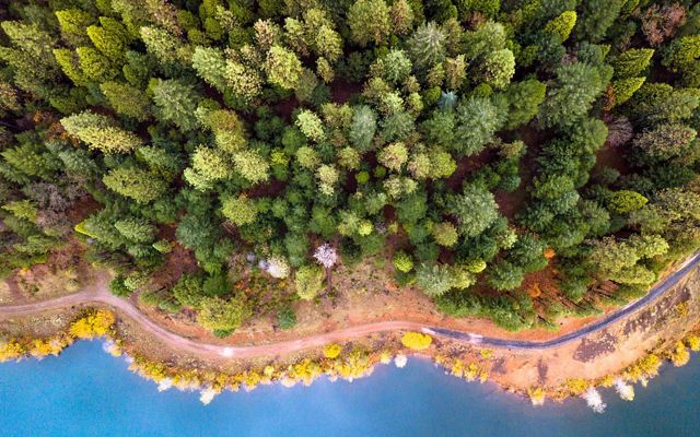 Aerial view of evergreen and deciduous trees along the coast of Northern California.