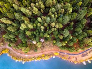 Aerial view looking straight down on a dense conifer forest at the edge of a body of water.