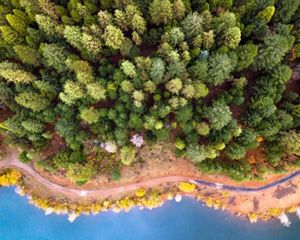 an aerial view of an evergreen forest against a blue body of water