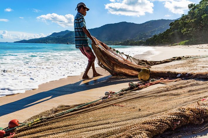Mackrel fishermen fish along the shore with small boats and seine nets, trapping fish against the beach and hauling the catch up onto the sand, Seychelles.