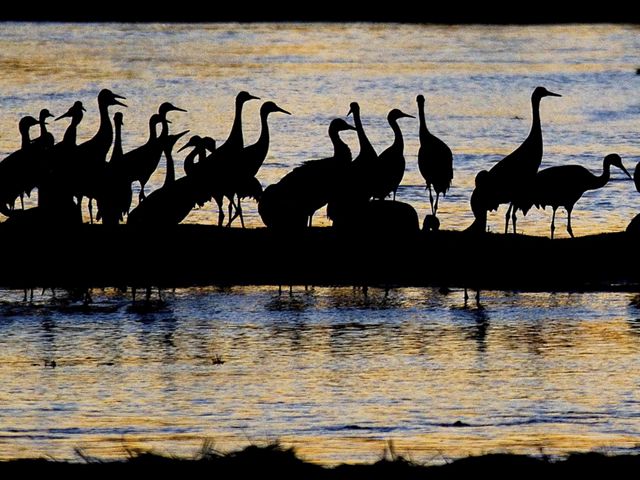 Silhouettes of sandhill cranes on a beach.