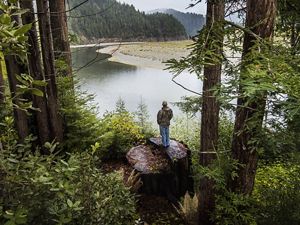 Fishing guide and Yurok tribal member Pergish Carlson stands atop a tree trunk and looks at the forests around the Klamath River in northern California.