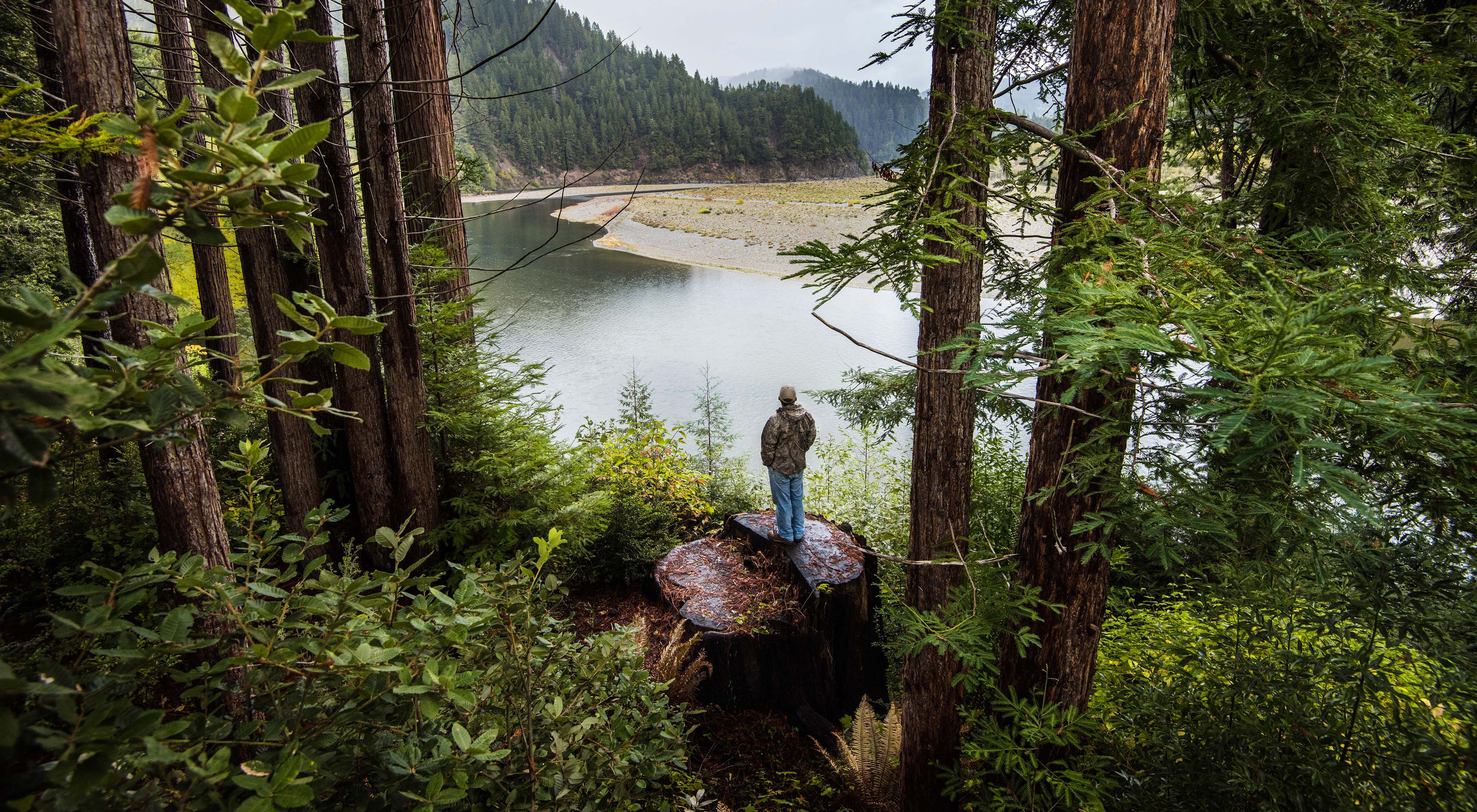 Fishing guide and Yurok tribal member, Pergish Carlson, stands atop a tree trunk and looks at the forests around the Klamath River in northern California.