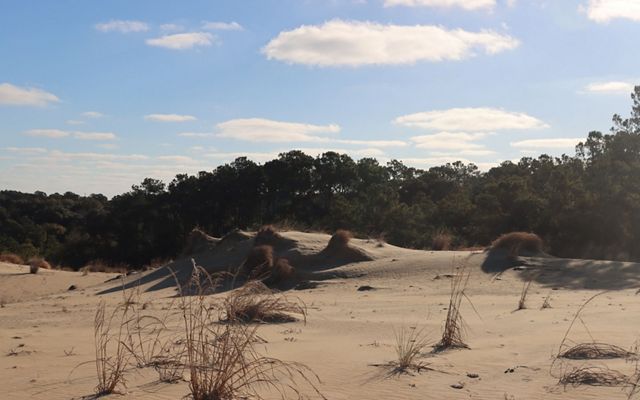 Sand dune with pine forest growing out of it. Blue morning sky with clouds.