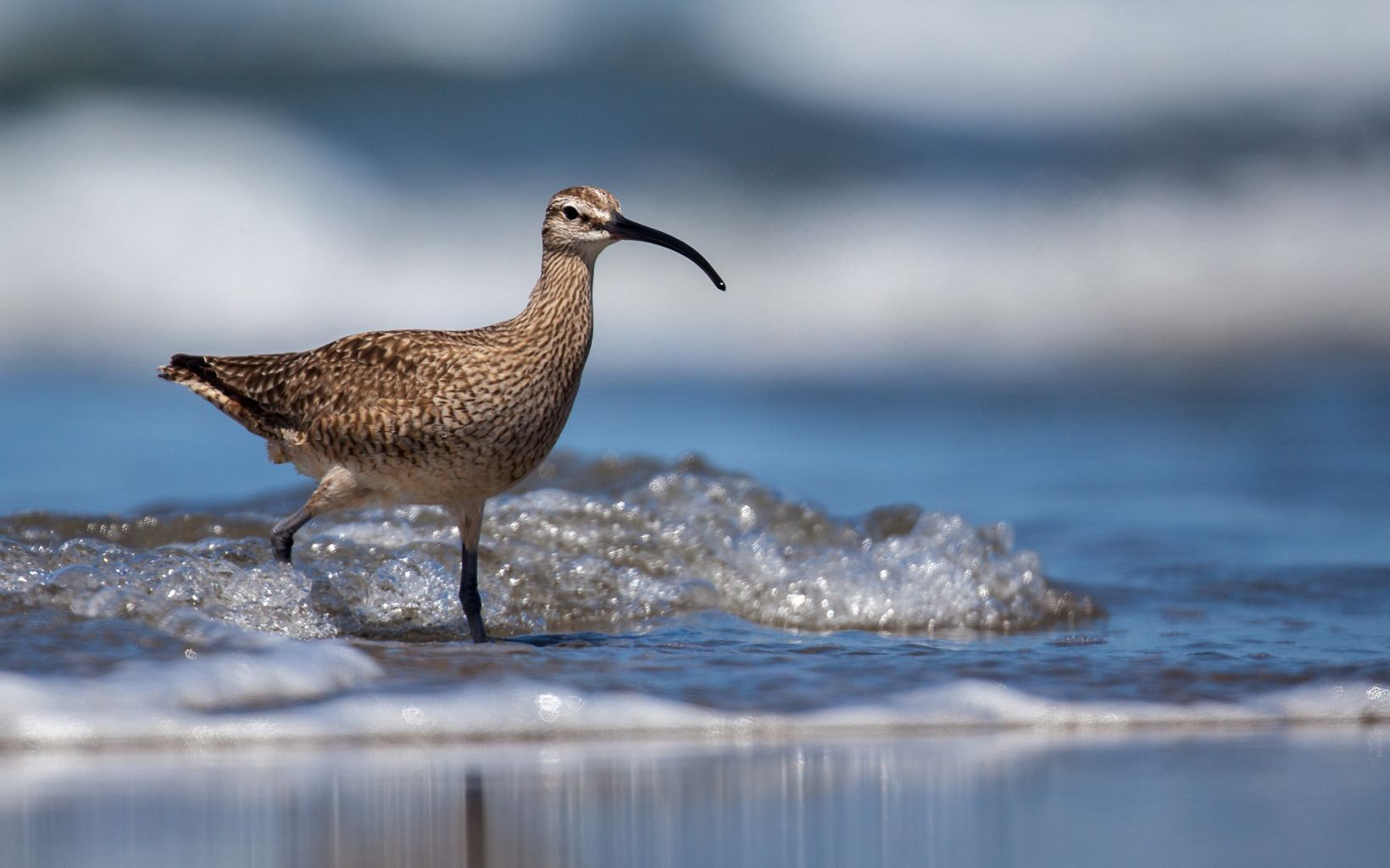 Whimbrel Whimbrels are a very, rare migrant at Cheyenne Bottoms and one of the largest shorebirds we get here—almost 18 inches long. © Steve Dimock